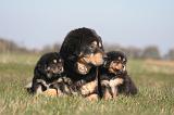 DOGUE DU TIBET 528